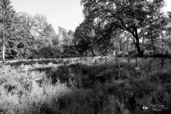 IMG_4975