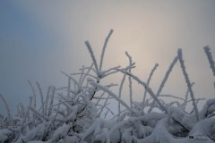 NZ7_6448