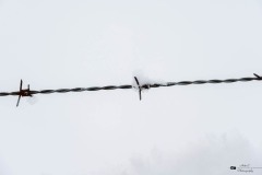 NZ7_6456