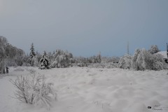 NZ7_6473