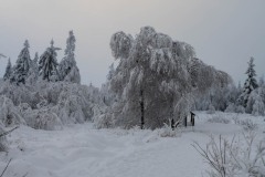 NZ7_6477
