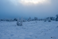 NZ7_6489