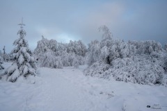 NZ7_6492