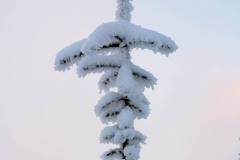 NZ7_6575