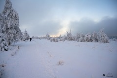 NZ7_6577