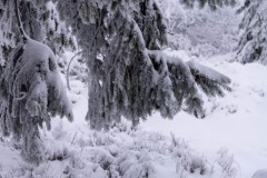 NZ7_6622