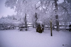 NZ7_6639