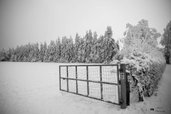 NZ7_6647