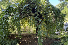 2025-08-10_12-19-25_130