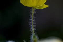 IMG_0539