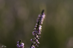 IMG_0438-Bearbeitet-Bearbeitet