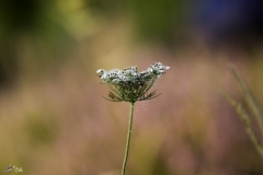IMG_0446