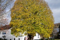 NZ7_5840