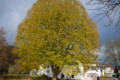 NZ7_5844