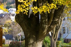 NZ7_5846