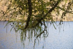 NZ7_5863