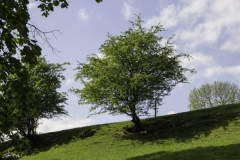 IMG_3271 IMG_3271