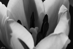 IMG_0828