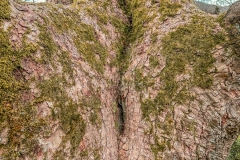 LR-IMG_0489