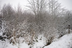 NZ7_5903
