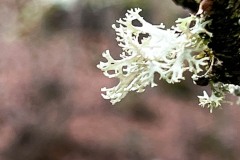 IMG_8389