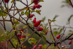 IMG_0442 IMG_0442