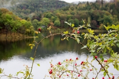IMG_0468 IMG_0468
