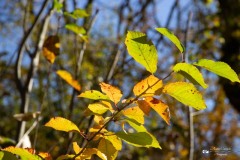 IMG_7642