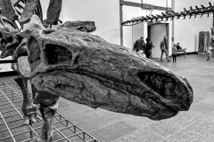 IMG_4036-1