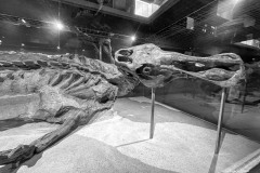 IMG_4071-1