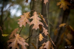 NZ7_5558