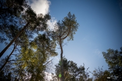 NZ7_5575