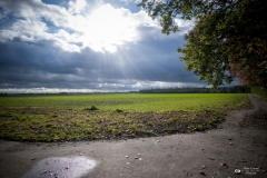 NZ7_5590